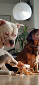 Krytí American Bully standard - 8