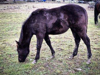 AQH smoky black klisna - 8