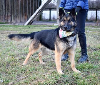 GRACIA K ADOPCI - 3,5 ROKU,KONTAKTNÍ,PŘÁTELSKÁ,HRAVÁ - 8