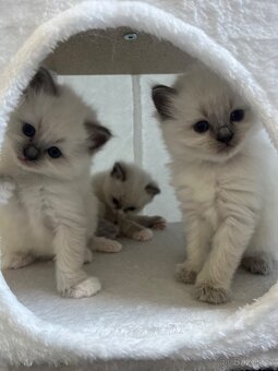 Ragdoll blue color koťátka - 8