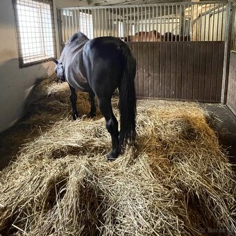 Jezdecký areál Eden – ustájení koní - 8