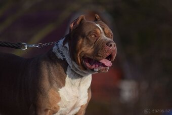 American bully XL/XXL s PP/podobné ako stafford/pitbull - 8