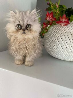 Perská koťátka - 8