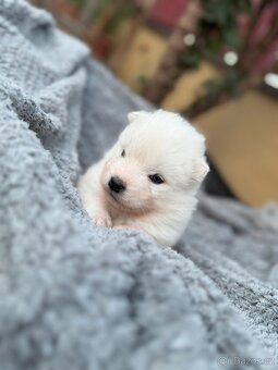 Samojed s PP - psík - 8