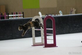 Předvedení králičího hopu - 8