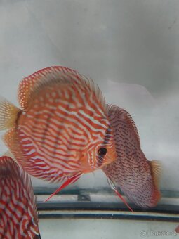 Discus - Terčovec - 8