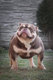 American bully pocket ABKC - 8