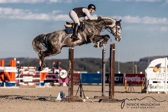 Letošní hřebec- odstávče - 8