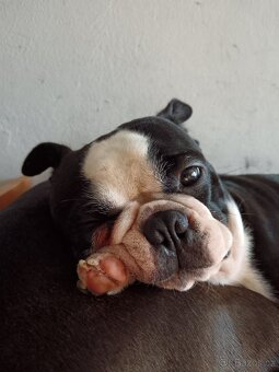 Bostonský teriér s PP - 8