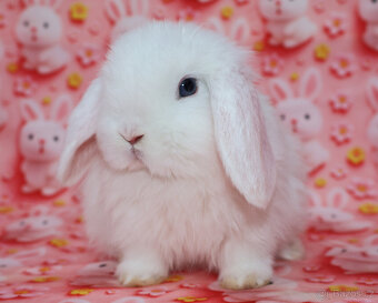 Zakrslý beránek sameček modrooký nyní k odběru. - 8