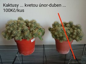 Pokojové rostliny a kaktusy - 8