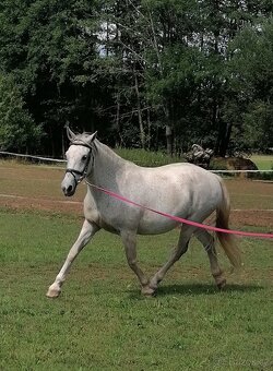 Welsh part bred, kobyla 14 let - 8