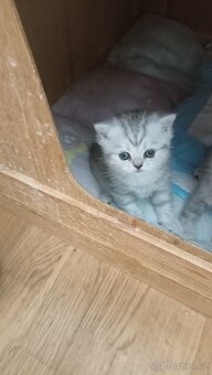 Britská stříbřitá koťátka s PP - 8