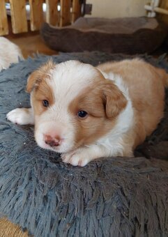 border kolie ee - red - 8