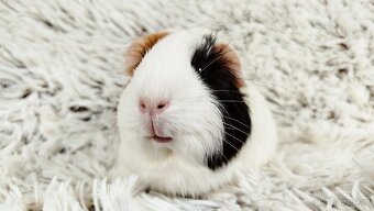 Morče, Morčátko, Morčátka - BETTY - 8