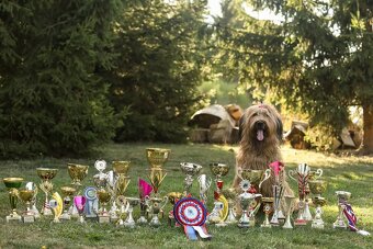 Briard štěňátka s PP - 8