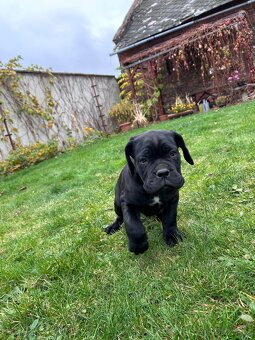 Cane Corso štěňátka BEZ PP - 8