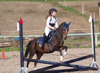 Welsh pony klisna - 8