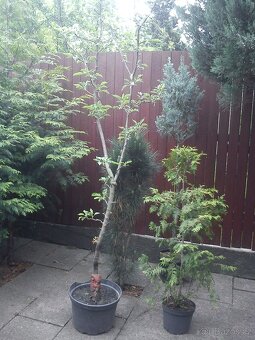 Borovice, smrčky, túje a další dřeviny - 8