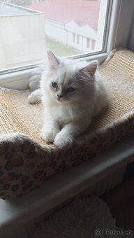 Britský Silver Point kocourek s PP - 8