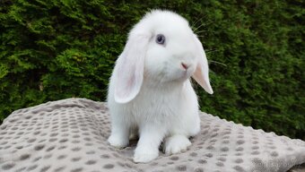 Zakrslý beránek, králíček, králík - HARRY - 8