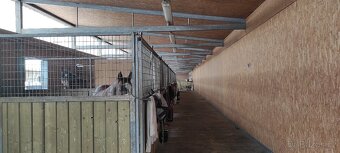 Pastevní i boxove ustájení Mořina - 8