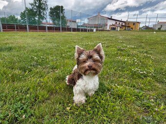 Yorkshire teriér s PP/ krytí - 8