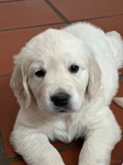 Štěňata zlatého retrívra - 8