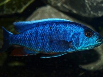 Tlamovci MALAWI 07 - 8