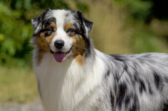 australský ovčák s pp - 8