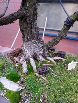 Borovice drobnokvětá bonsai - 8