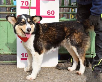 Quasita k adopci - 1 rok, hravá,aktivní, vhodná k dětem - - 8