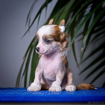 Čínský chocholatý pes - Štěňata s PP - 8