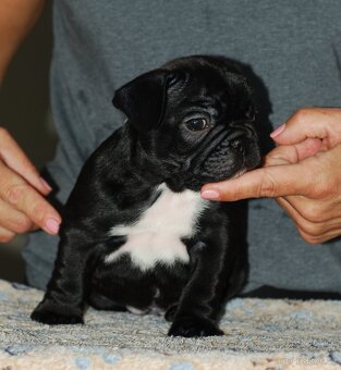 Francouzský buldoček s PP ,FCI - 8