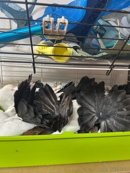 Anglický pavík - 8