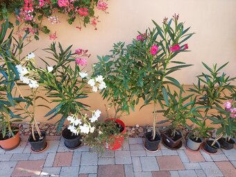 Banánovník Musa basjo a Dwarf cavendish, - 8