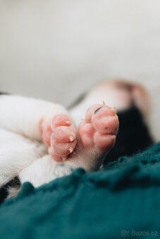 Štěňata border kolie s PP - 8