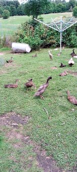 Indický běžec - 8