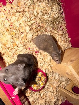 Křeček syrský - 8