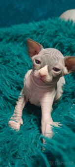 Koťátka kanadského sphynxe bez PP - 8