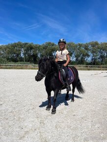 Shetland valach standard s PP do pony sportu - 8