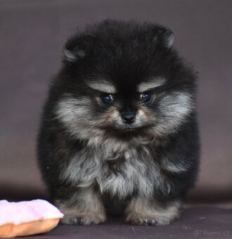 Pomeranian - 8
