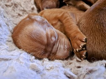 Irský setr, štěňata s PP - 8