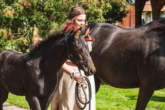 Appalossa klisna - 8