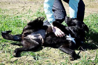 ALLEGRA K ADOPCI-2 ROKY, MILÁ,VDĚČNÁ,ODDANÁ - 8