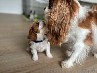 Kavalir King Charles Spaniel - 8