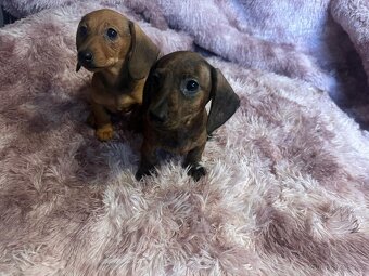 Jezevčík hladkosrstý trpasličí/králičí - 8