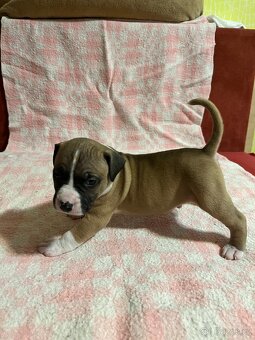 Americký stafordšírský teriér - 8