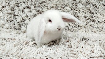 Zakrslý beránek, králíček, králík - MOLLY - 8