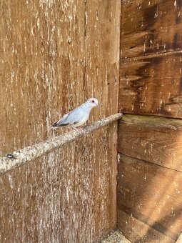 Holoubek diamantový - 8